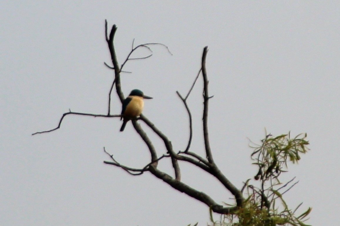 Sacred Kingfisher (Australasian) - ML252193511