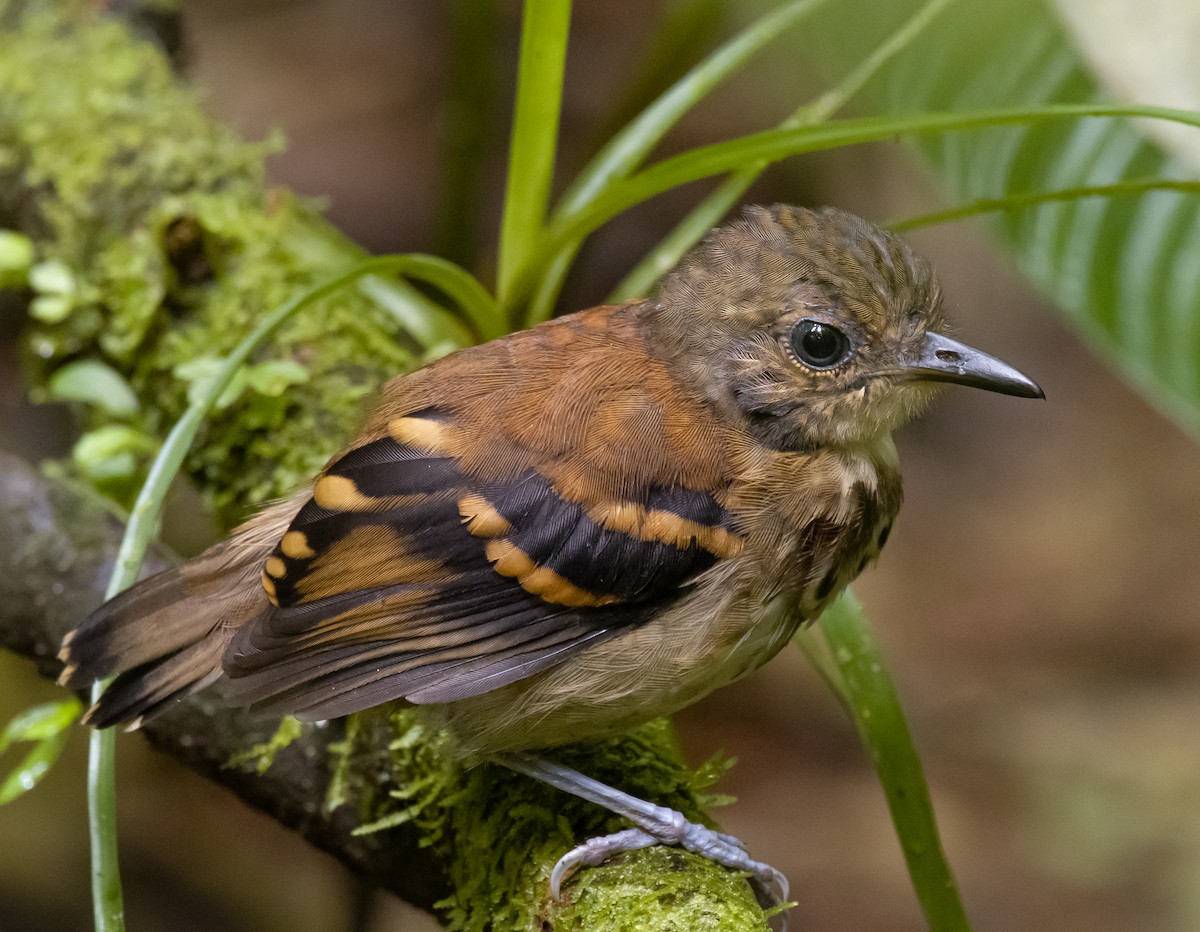 Spotted Antbird - ML252194541