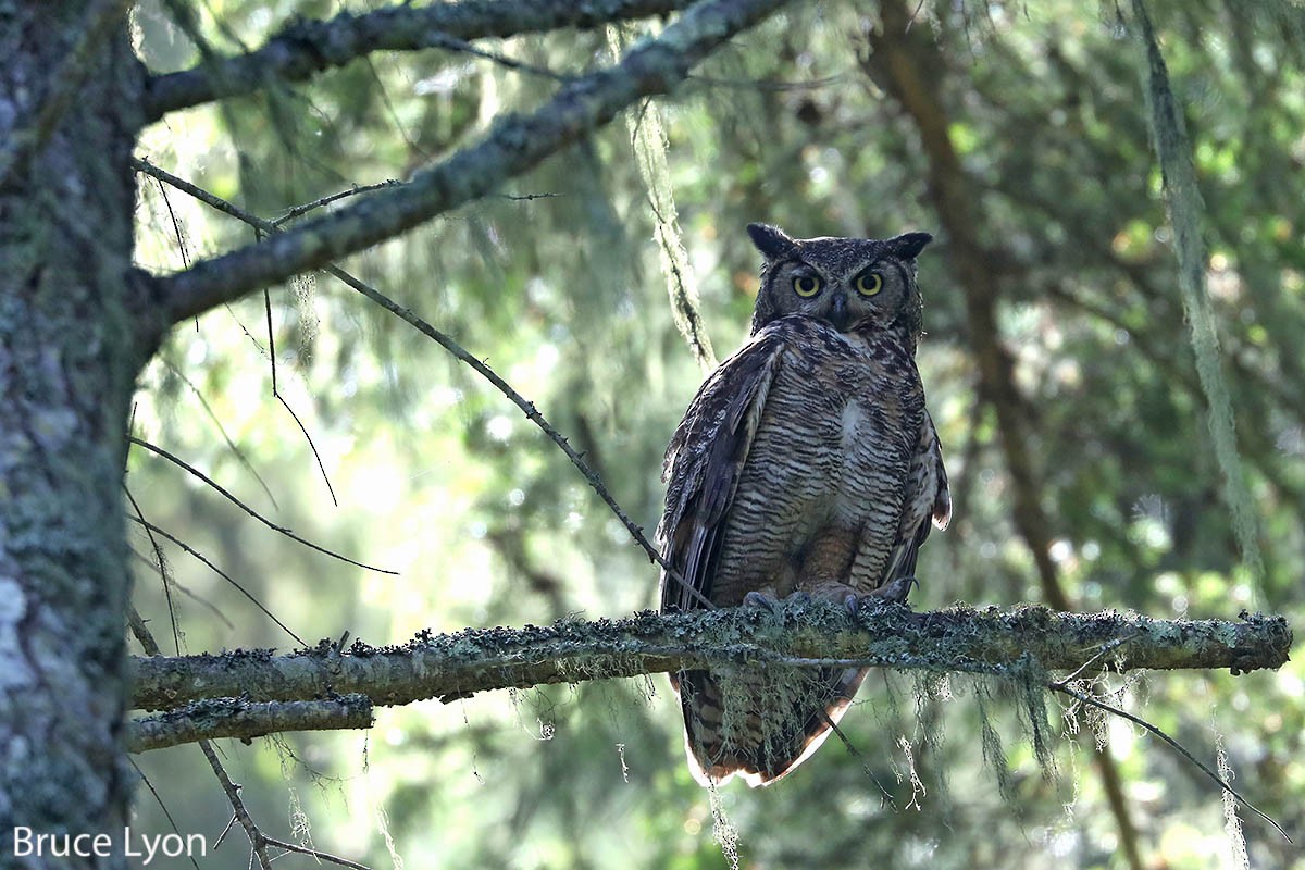 Great Horned Owl - ML252194991
