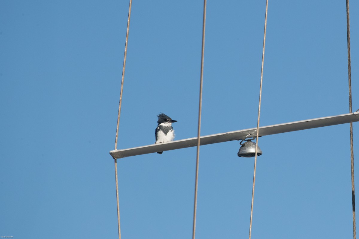 Belted Kingfisher - ML252196151