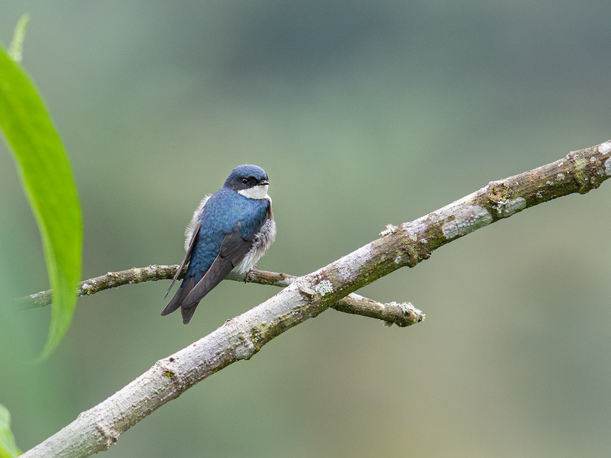Blue-and-white Swallow - ML252196461