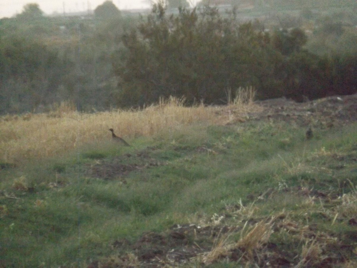 Ring-necked Pheasant - ML252199141