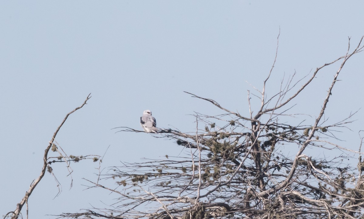 White-tailed Kite - ML252204411