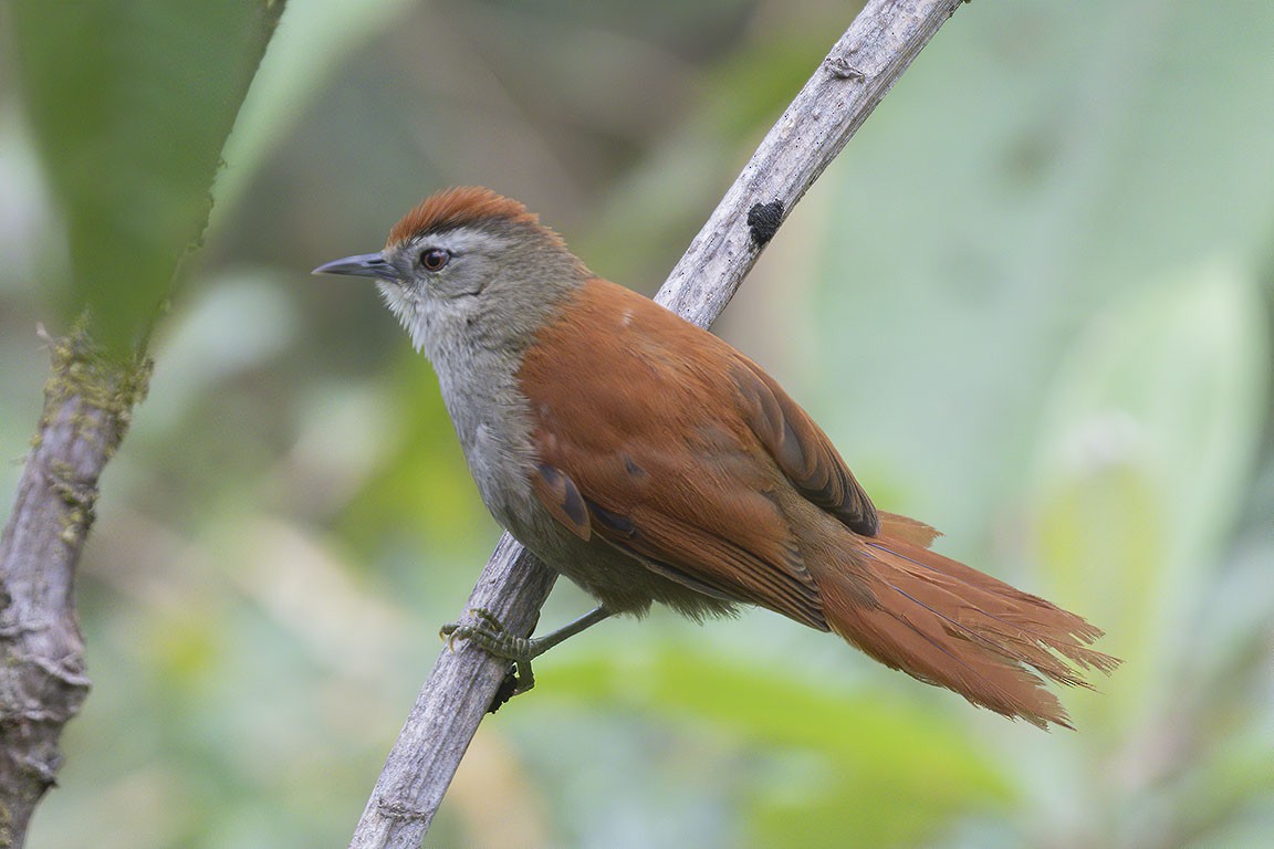 Marcapata Spinetail - ML252204801