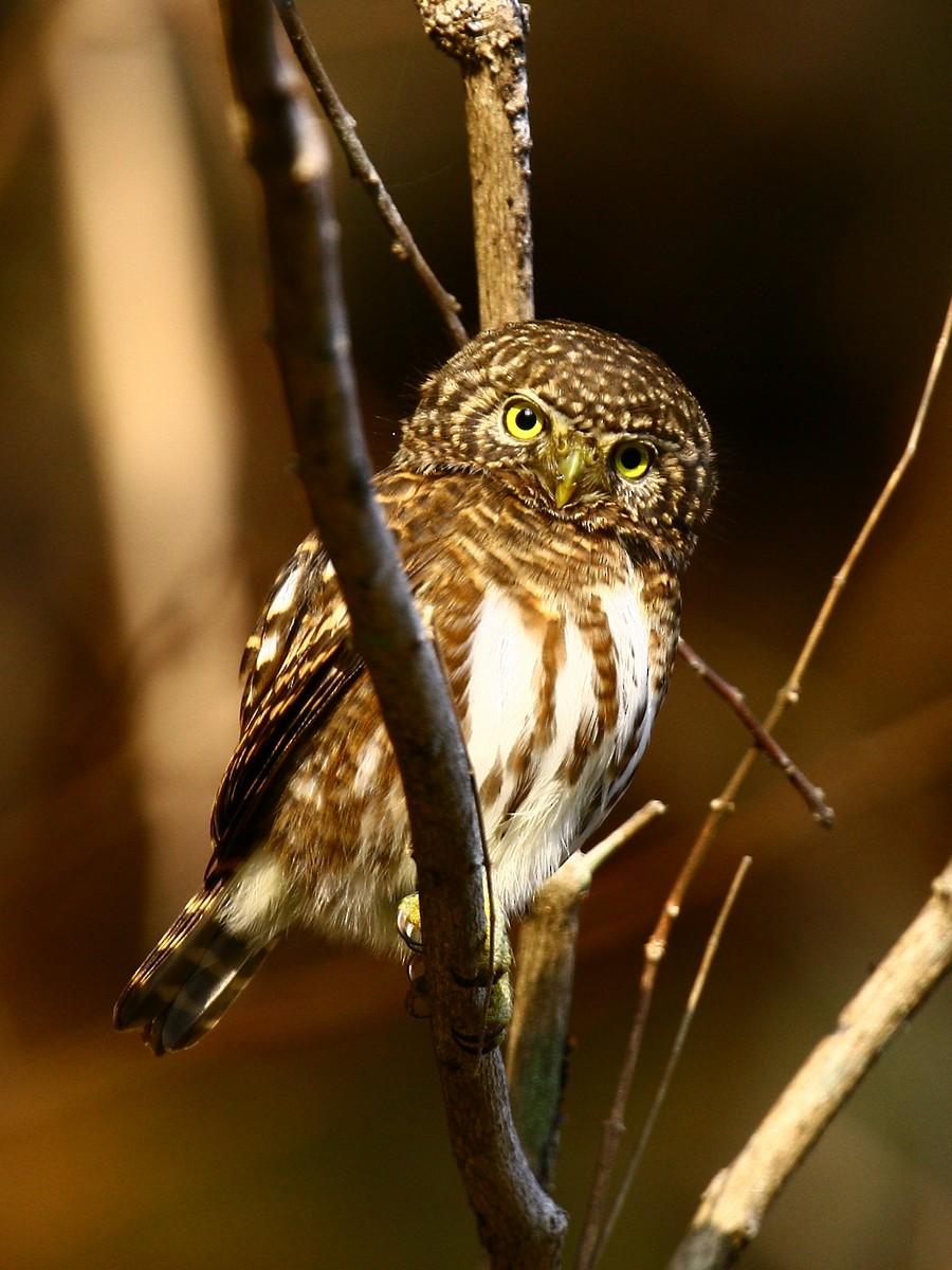 Collared Owlet - ML252208481