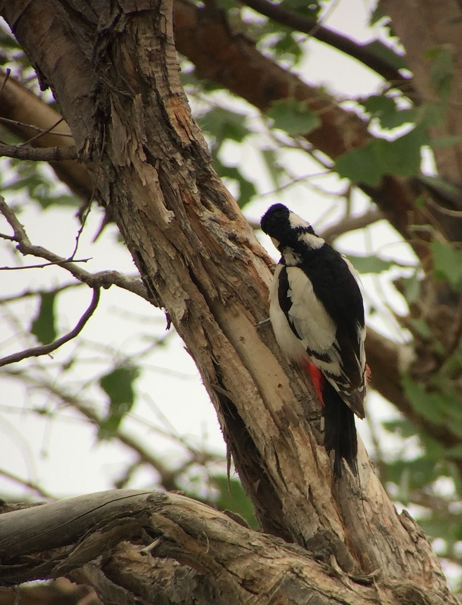 White-winged Woodpecker - ML252212441