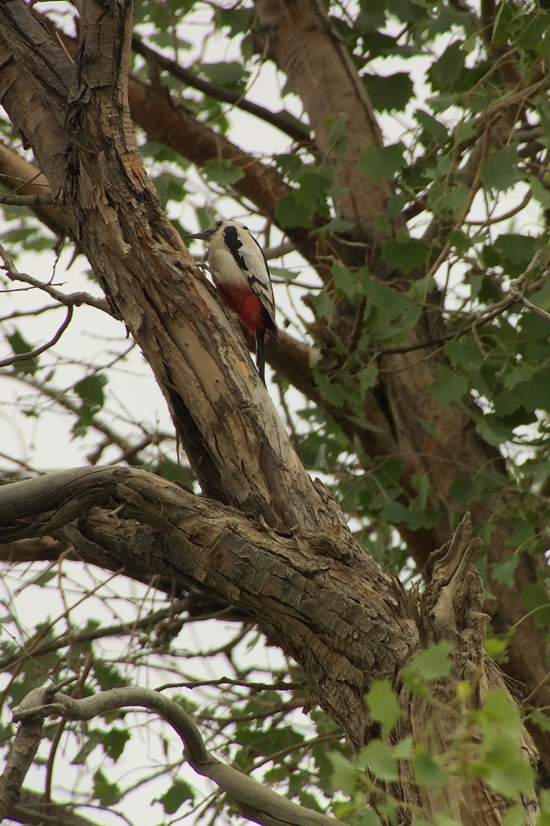 White-winged Woodpecker - ML252212451