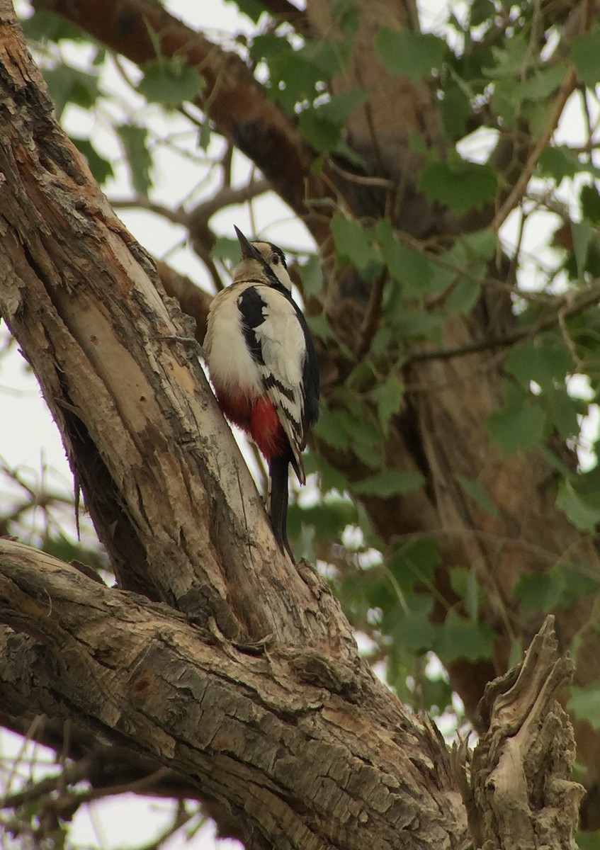 White-winged Woodpecker - ML252212471