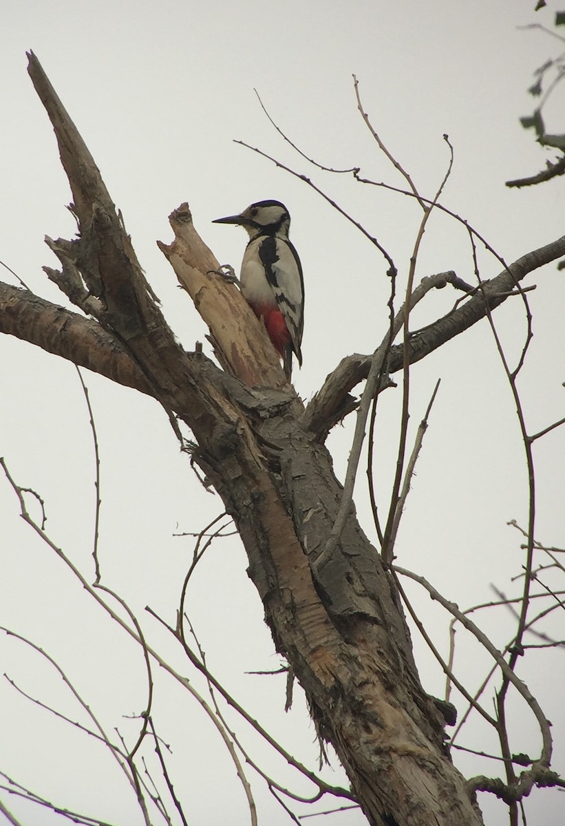 White-winged Woodpecker - ML252212481