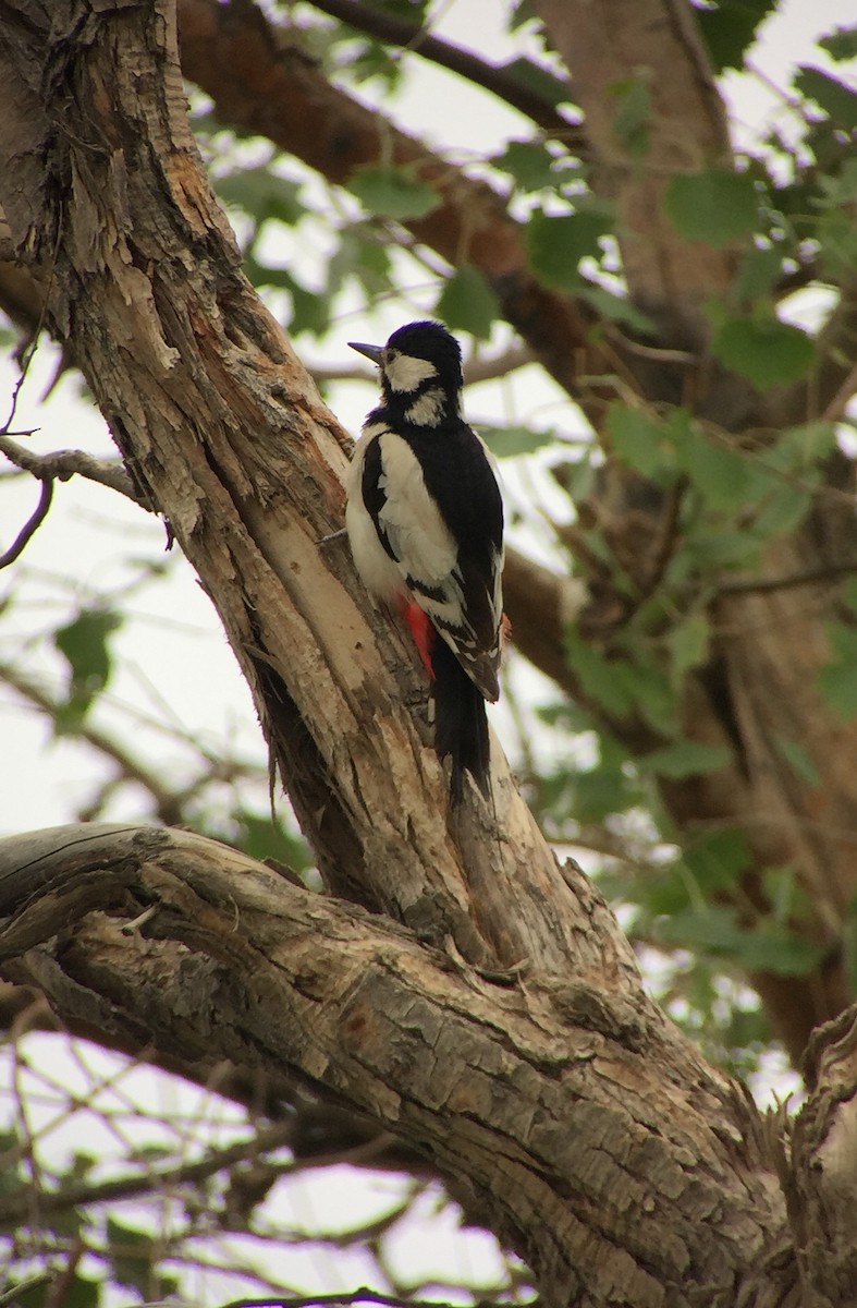 White-winged Woodpecker - ML252212491