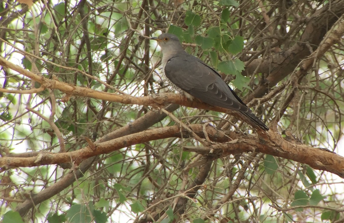 Common Cuckoo - ML252212551