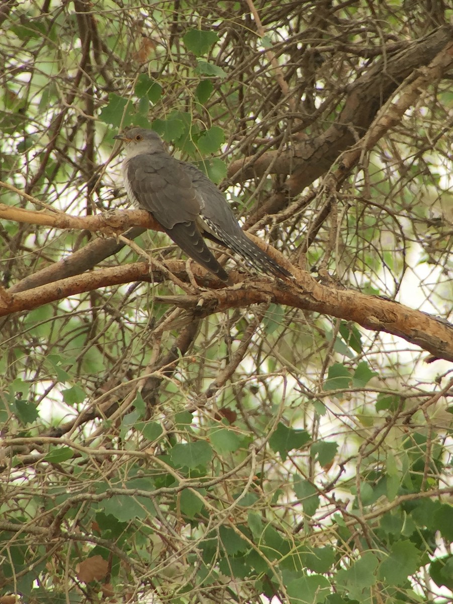 Common Cuckoo - ML252212561