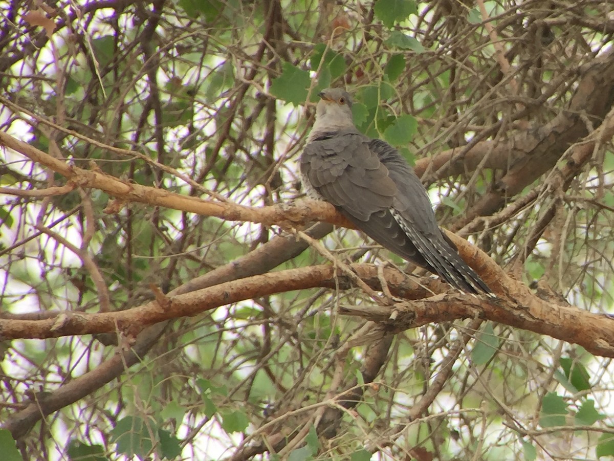 Common Cuckoo - Martin Kennewell