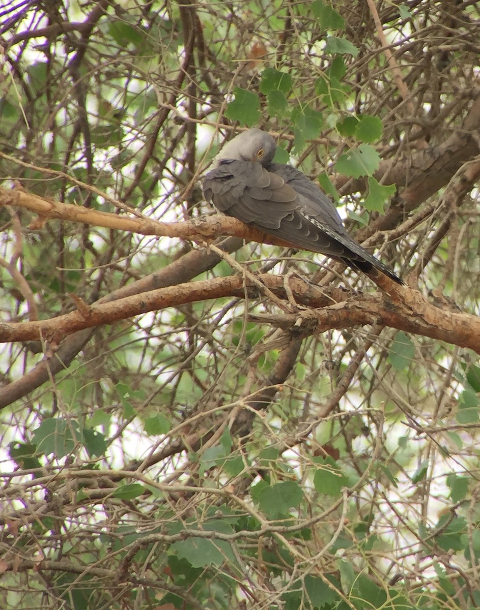 Common Cuckoo - ML252212581