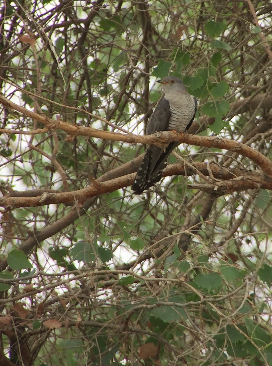 Common Cuckoo - ML252212591