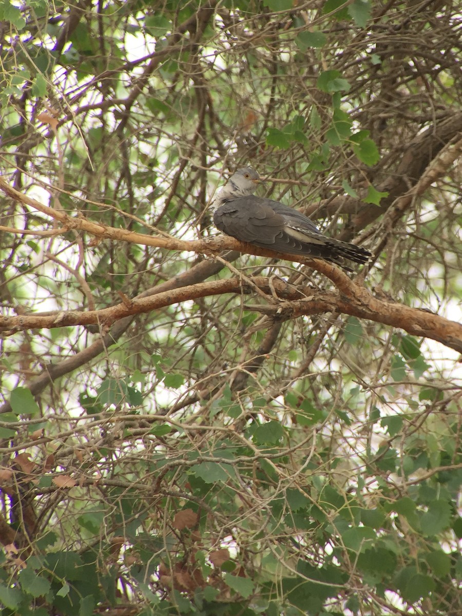 Common Cuckoo - ML252212601