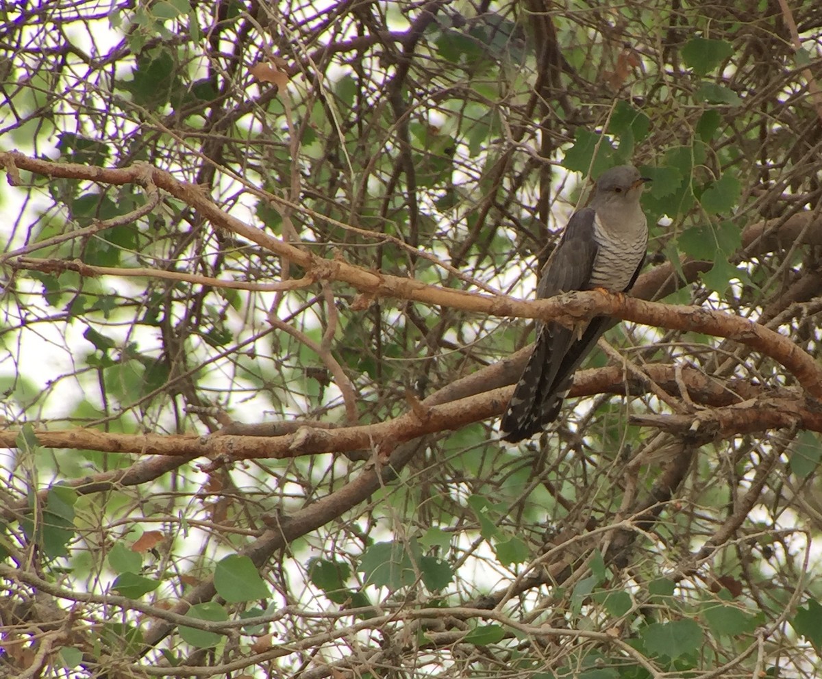 Common Cuckoo - ML252212611