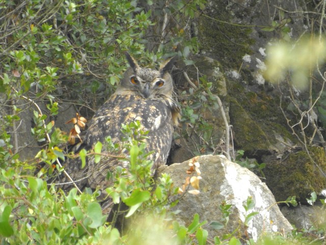 © Daniel Raposo - Eurasian Eagle-Owl