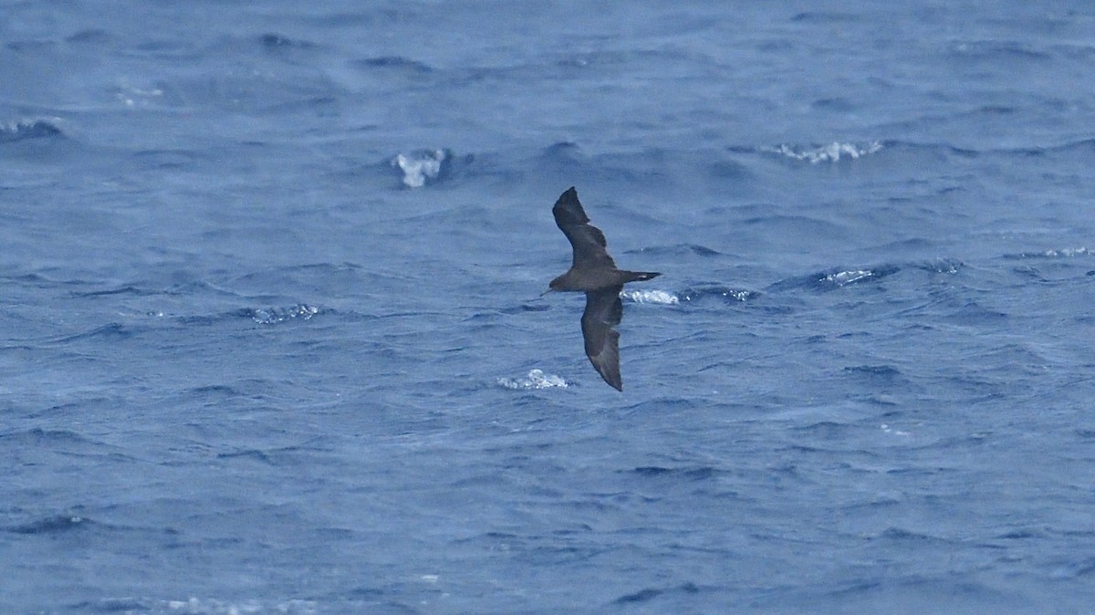 Wedge-tailed Shearwater - Anonymous