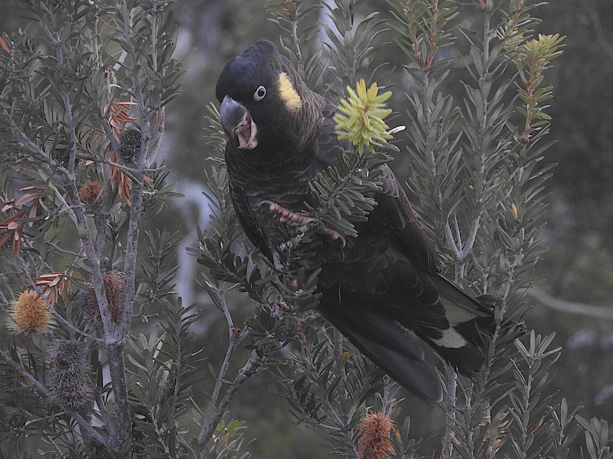 Yellow-tailed Black-Cockatoo - ML252219831
