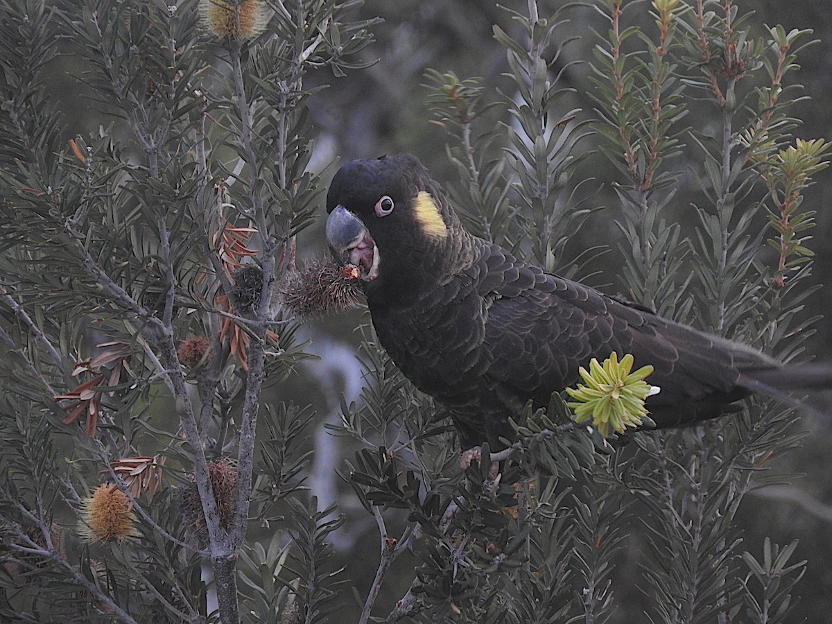 Yellow-tailed Black-Cockatoo - ML252219841