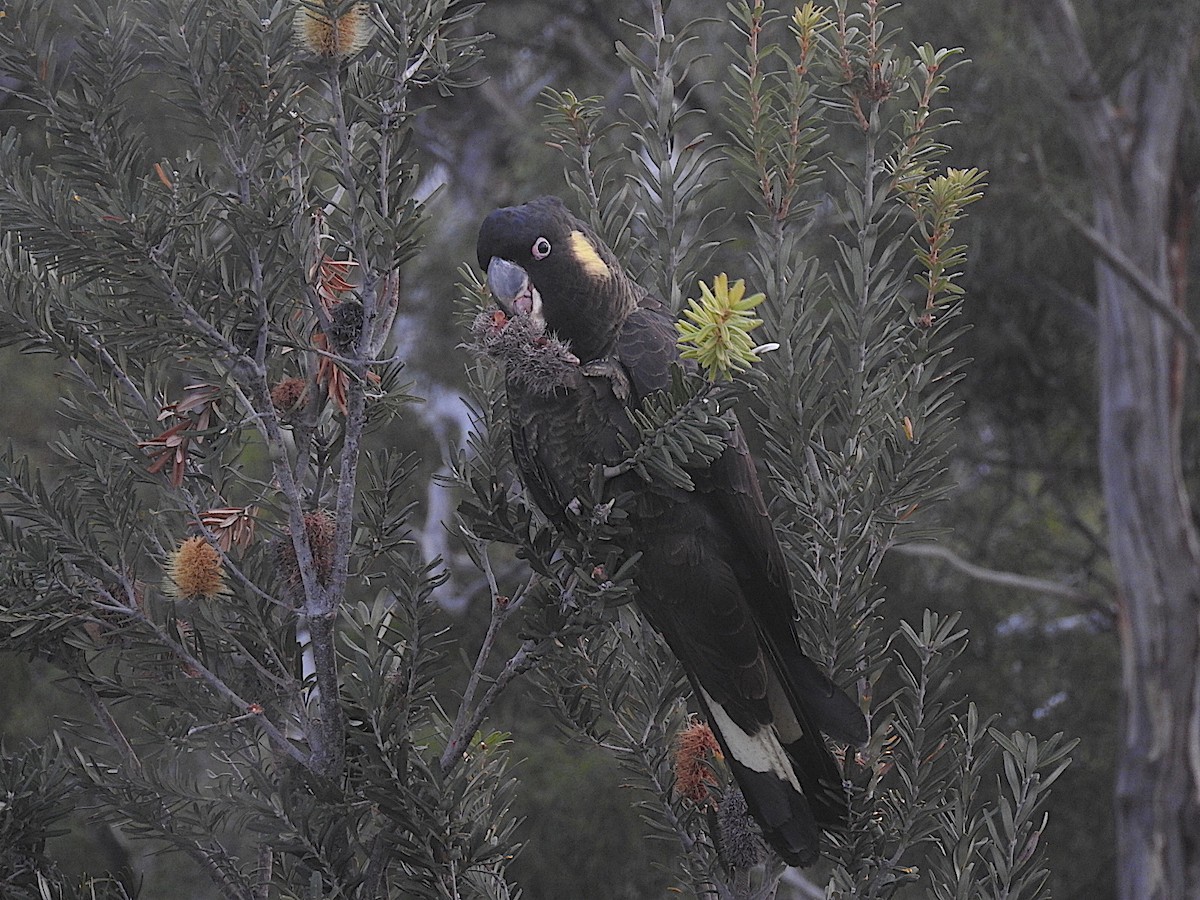 Yellow-tailed Black-Cockatoo - ML252219971