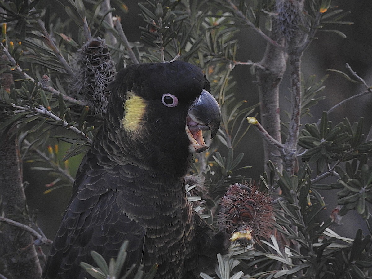 Yellow-tailed Black-Cockatoo - ML252220061