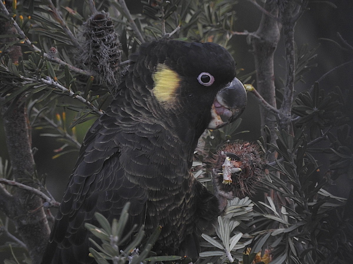Yellow-tailed Black-Cockatoo - ML252220101