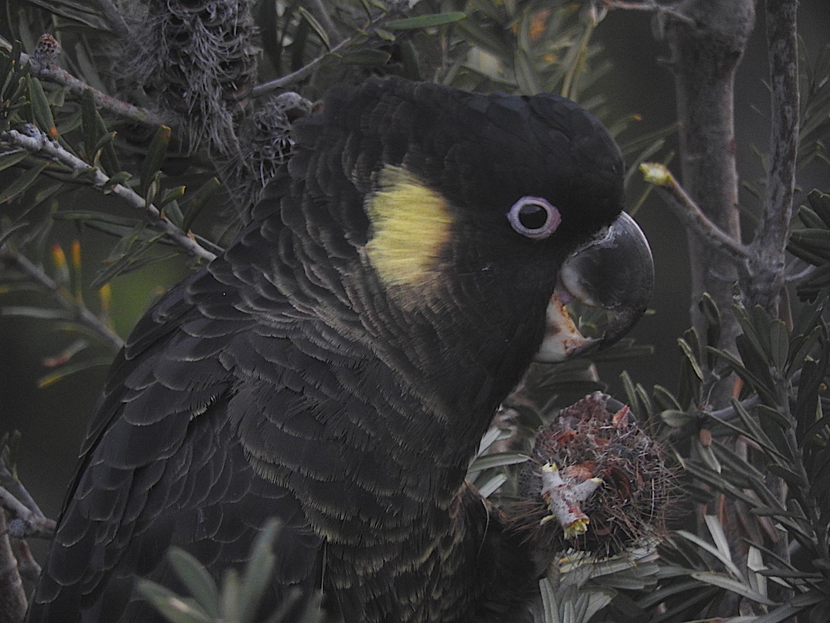 Yellow-tailed Black-Cockatoo - ML252220161