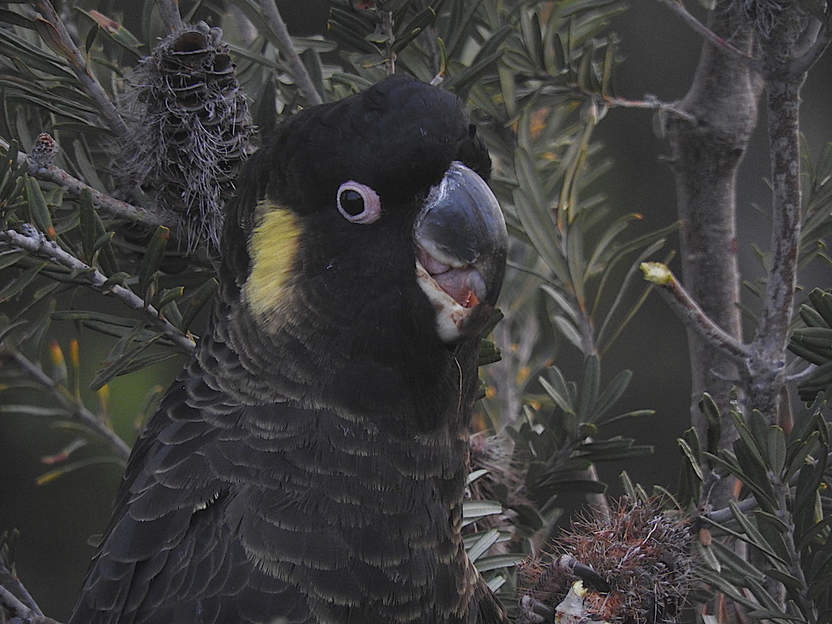 Yellow-tailed Black-Cockatoo - ML252220171