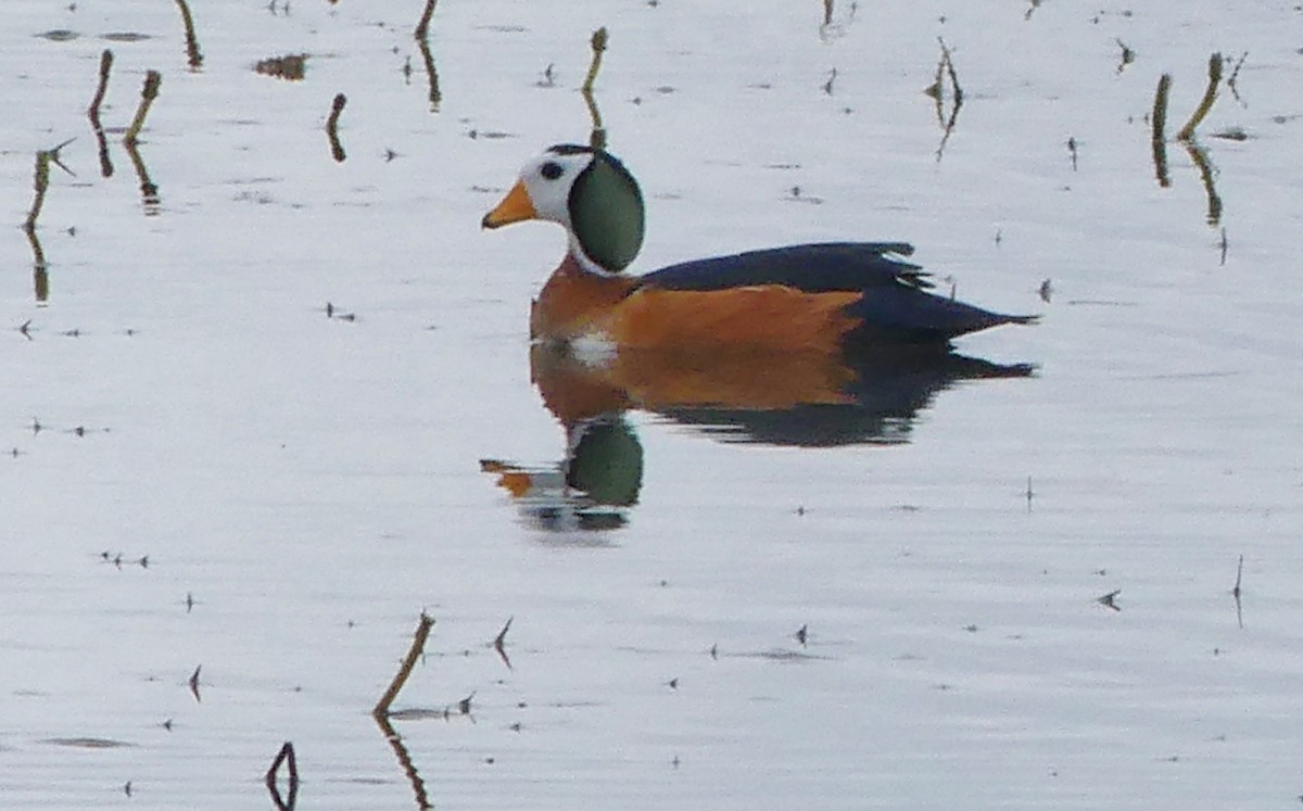 African Pygmy-Goose - Jean-Marie DUPART