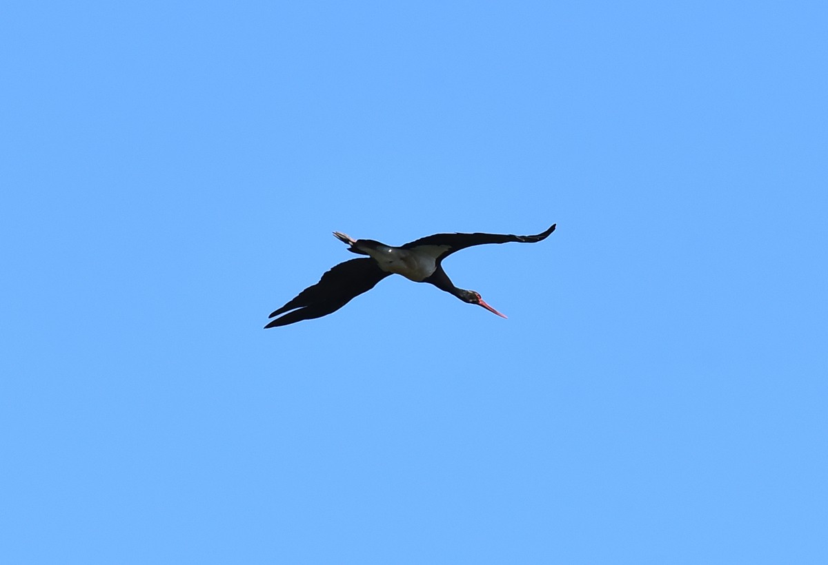 Black Stork - ML252224491