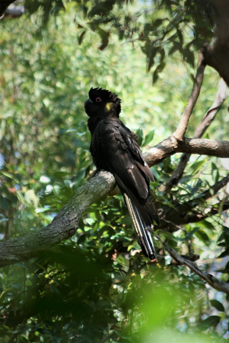 Yellow-tailed Black-Cockatoo - ML252225131