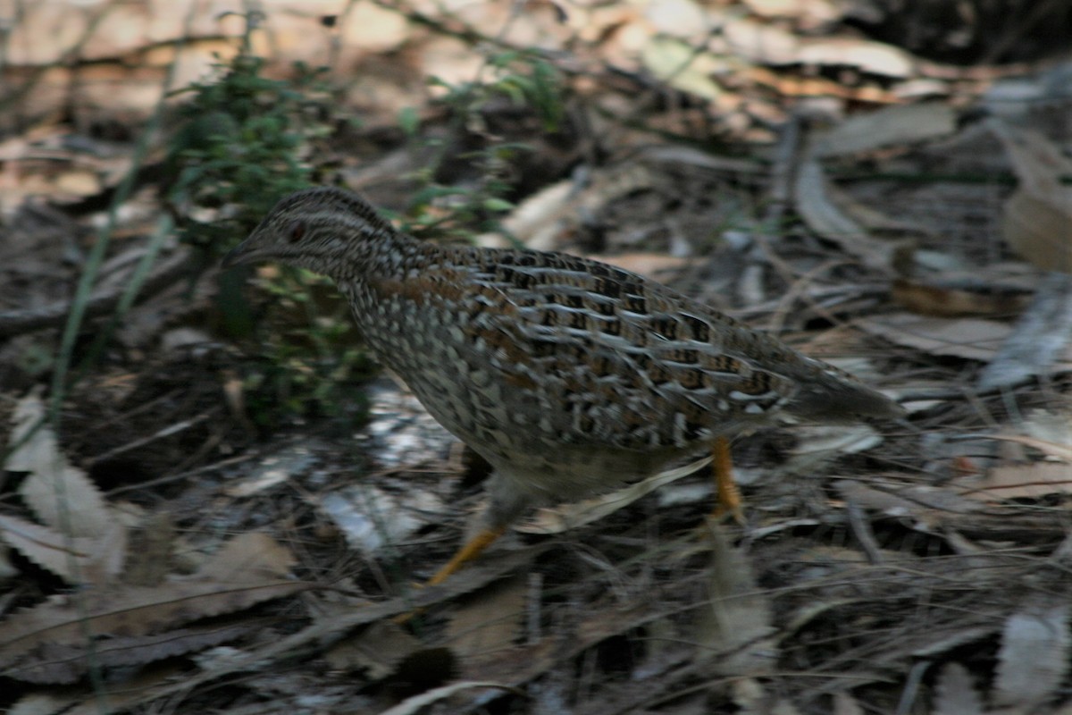 Painted Buttonquail - ML252225401