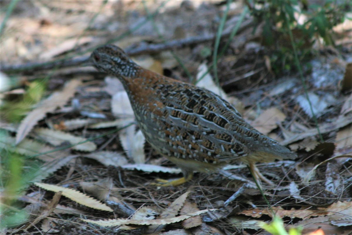 Painted Buttonquail - ML252225411