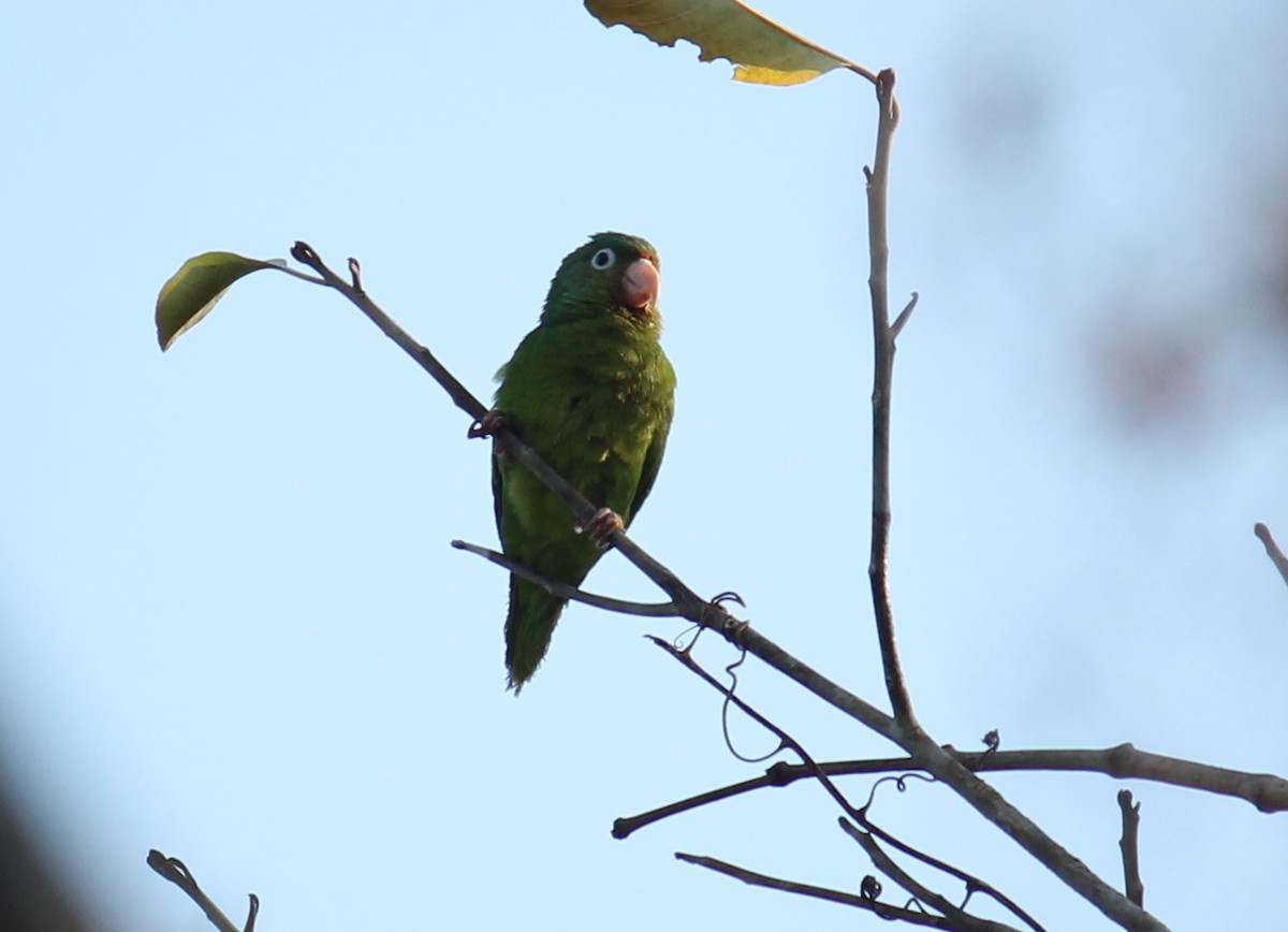 Golden-winged Parakeet - ML252225761