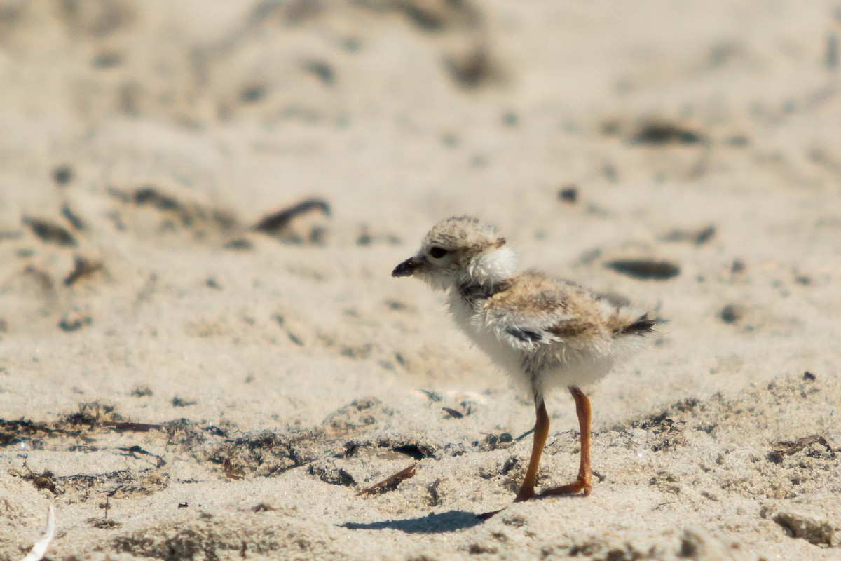 Piping Plover - Chris George