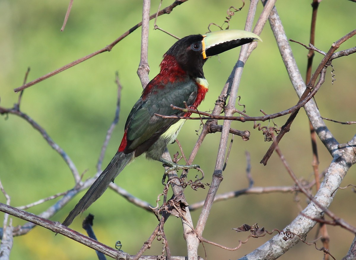 Red-necked Aracari - ML252226921