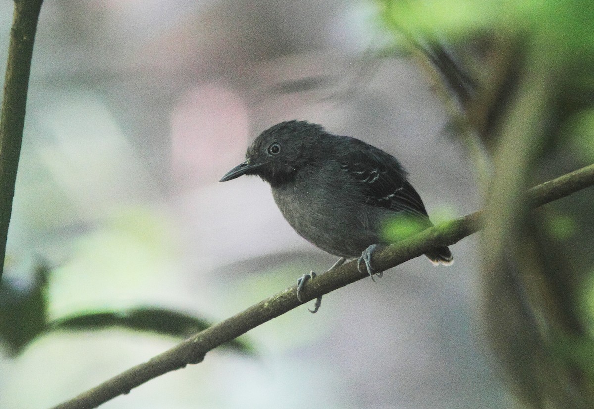 Black-chinned Antbird - ML252228181