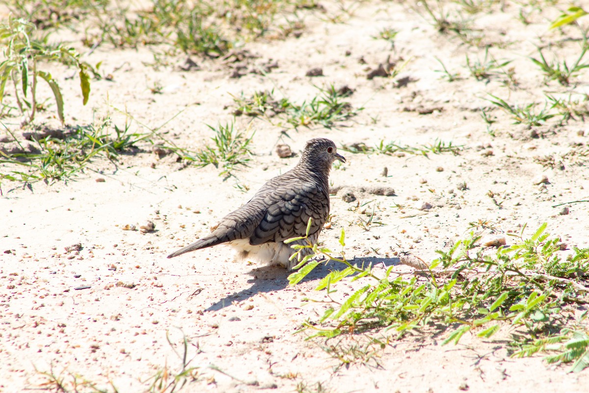 eBird Checklist 21 Jul 2020 Salineño Wildlife Preserve (LTC 080