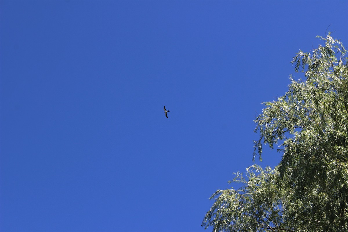 Swallow-tailed Kite - ML252251481