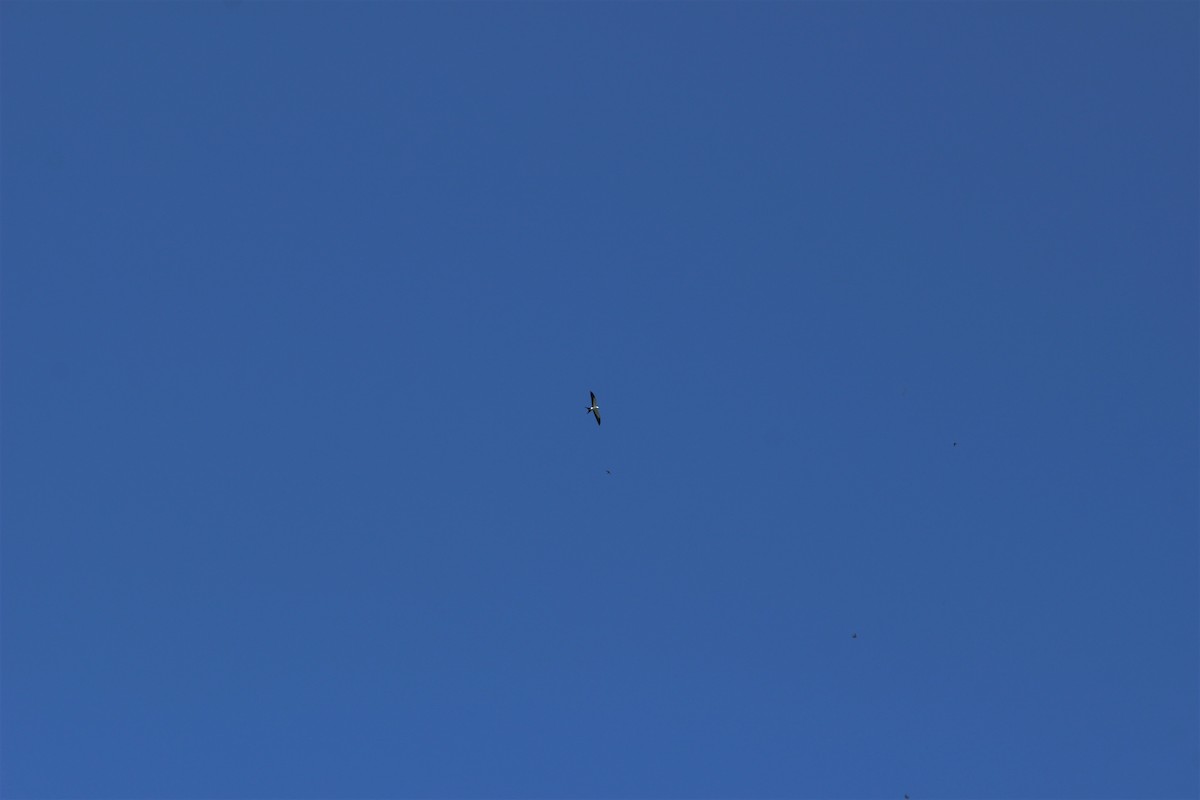 Swallow-tailed Kite - ML252251491