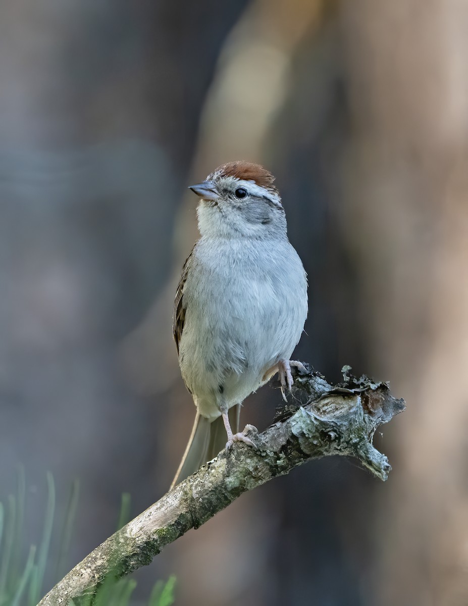 Chipping Sparrow - Larry Master