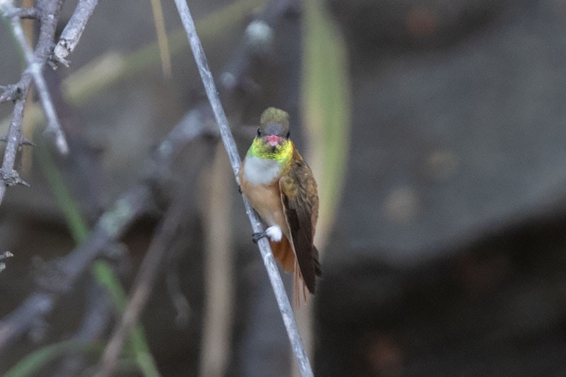 Amazilia Hummingbird - ML252252141
