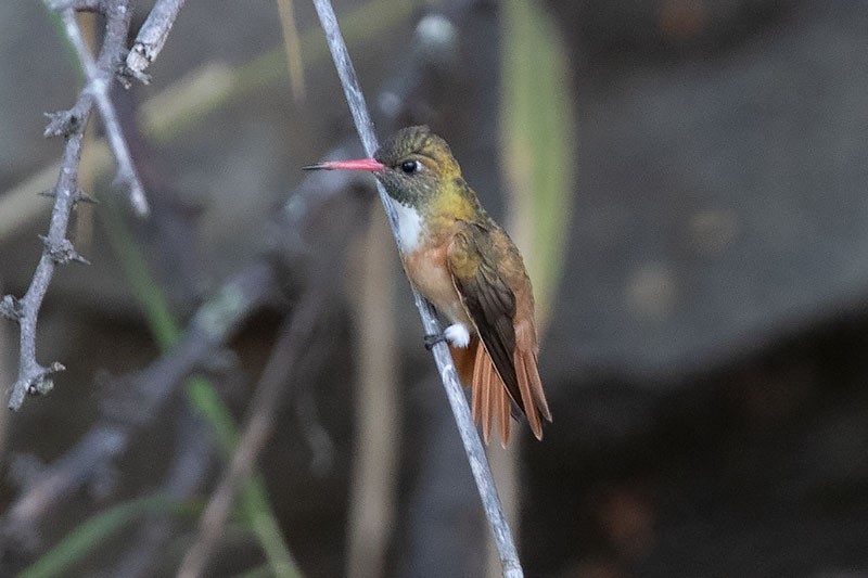 Amazilia Hummingbird - ML252252171
