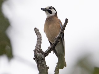 Adult (White-faced) - Brian Sullivan - ML252252901