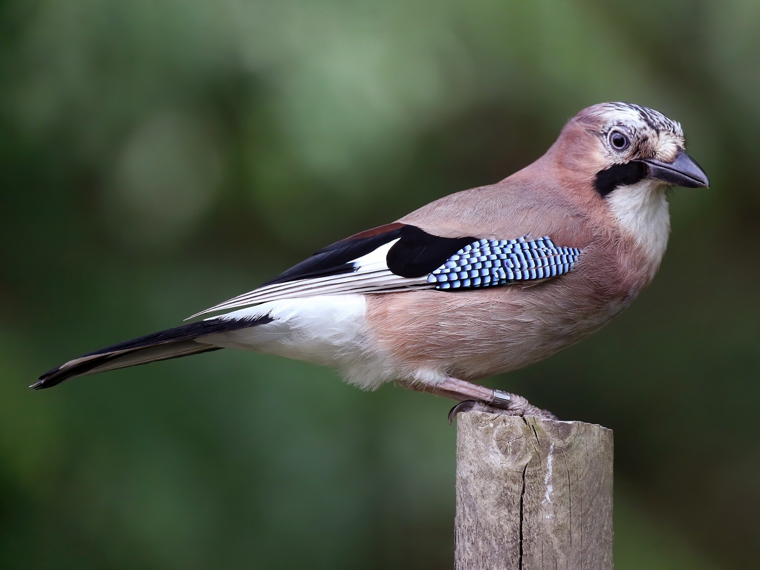 eurasian jay bird, garrulus glandarius, arrendajo, in