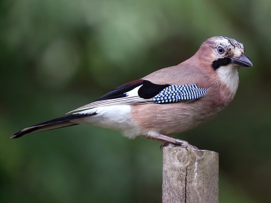 Eurasian Jay - eBird