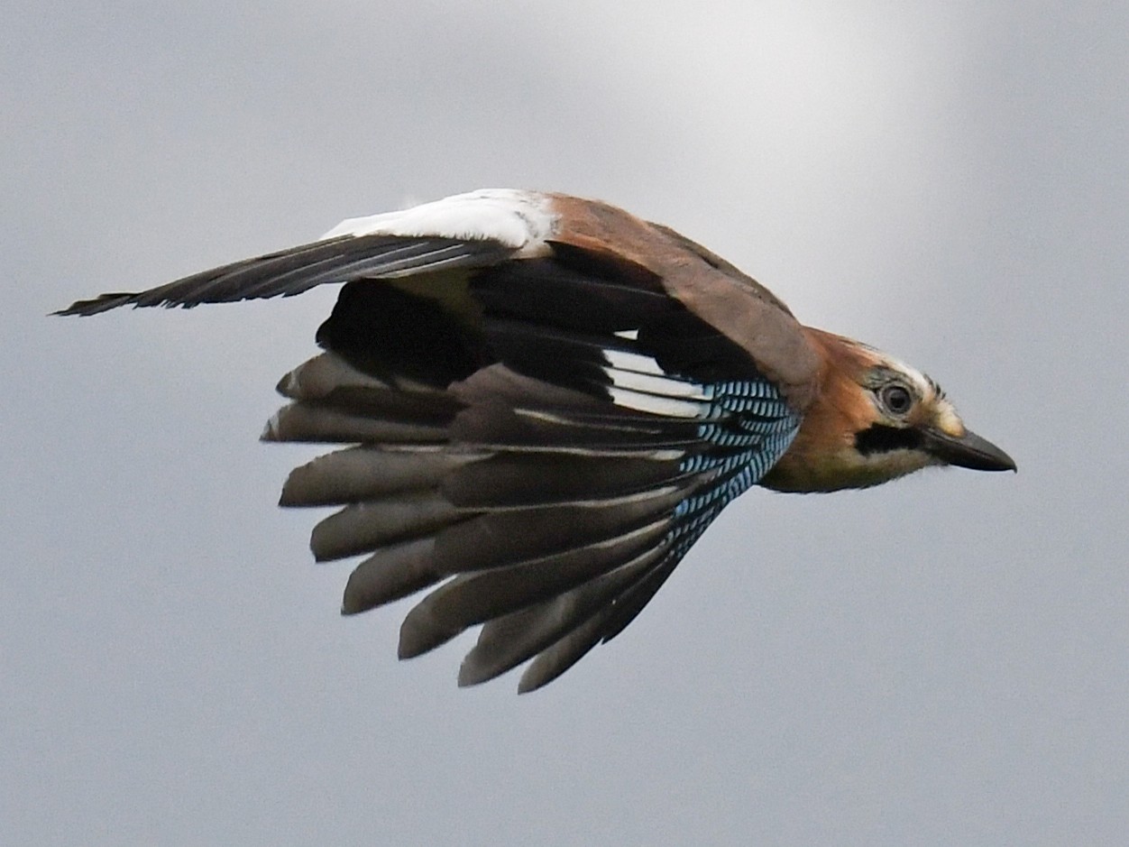 Eurasian Jay - Maryse Neukomm