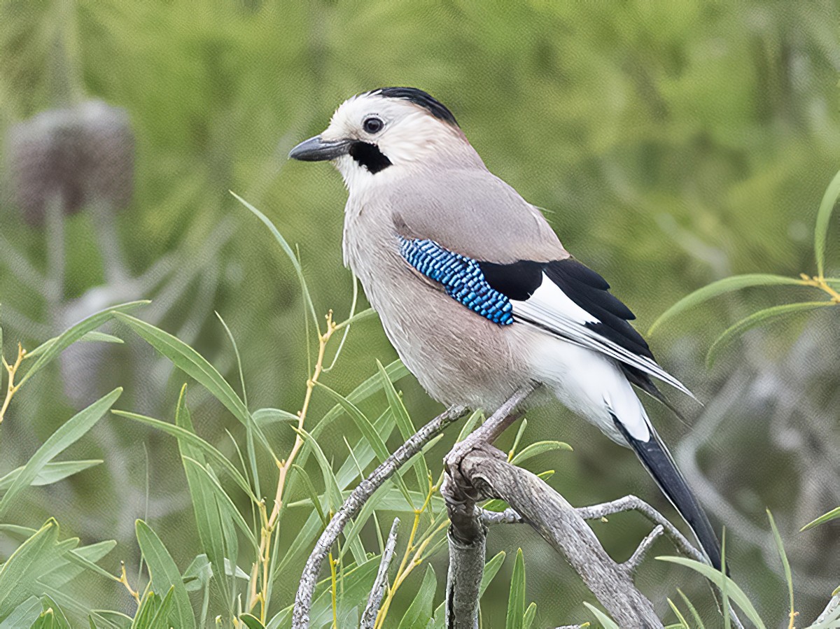 Blue Jay - eBird